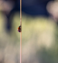 Close-up of ladybug on rope