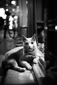 Portrait of cat sitting at doorway