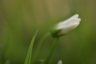 Close-up of caterpillar on grass