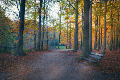 Trees in forest during autumn