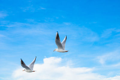 Low angle view of seagulls flying in sky