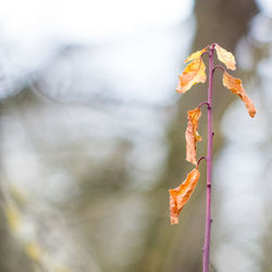 Close-up of plant against blurred background