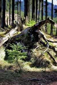 Close-up of tree trunk in forest