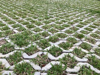 High angle view of snow covered field