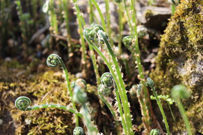 Close-up of plants growing on field