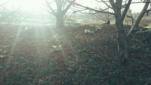 Trees in forest