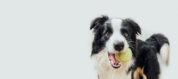 Portrait of dog with ball