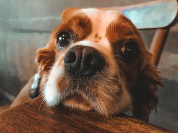 Close-up portrait of dog