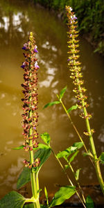 Close-up of purple flowering plant