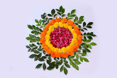 High angle view of multi colored rose on white background