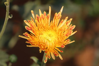 Close-up of flower against blurred background