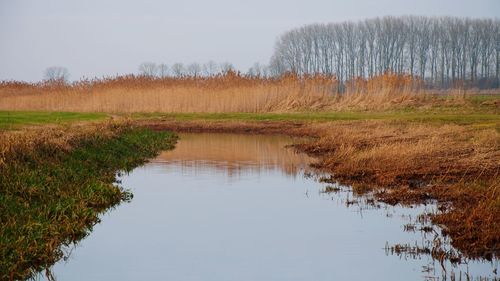 Reflection of trees in lake against clear sky