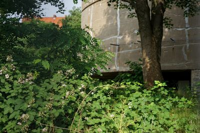 Close-up of plants against building