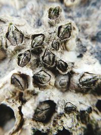 Close-up of tree trunk