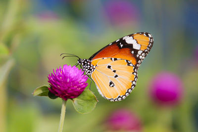 Close-up of butterfly pollinating on pink flower