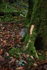 View of a forest