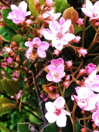 Close-up of pink flowers blooming outdoors