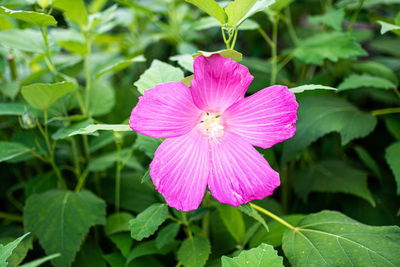 Close-up of pink flowering plant