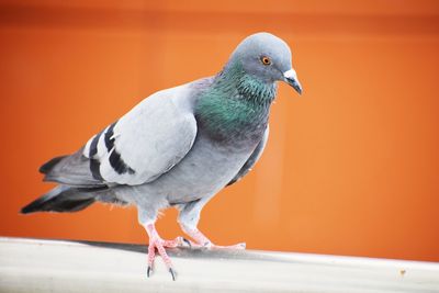 Close-up of seagull perching on railing