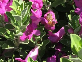 Close-up of pink flowers blooming outdoors