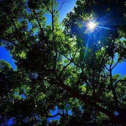 Low angle view of trees against sky