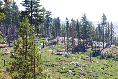 Scenic view of forest against clear sky