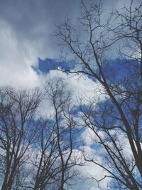 bare tree
