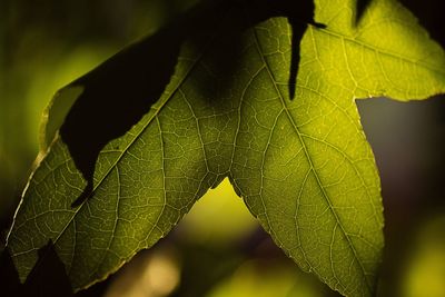 Close-up of autumnal leaf