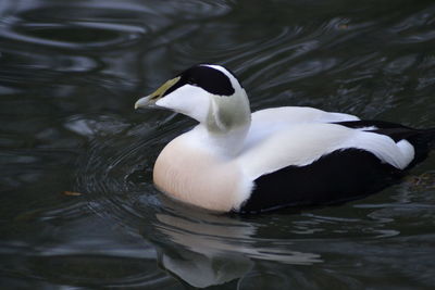 Duck swimming in lake