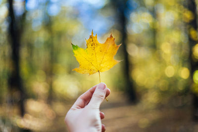 Close-up of hand holding maple leaf during autumn