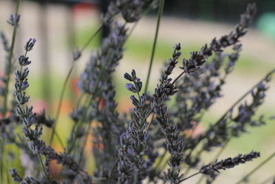 Close-up of purple flowering plants on field