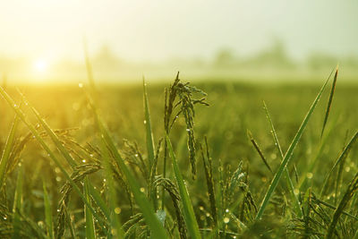 Close-up of crops growing on field