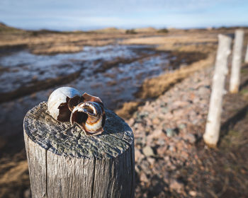 Close-up of wooden post on tree stump