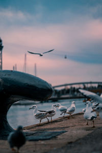 Seagulls at barcelona's marina