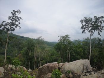 Scenic view of forest against sky