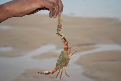 Close-up of hand holding crab on beach