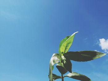 Low angle view of plant against blue sky