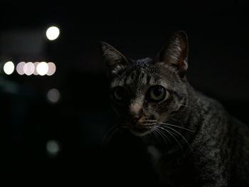 Close-up portrait of a cat