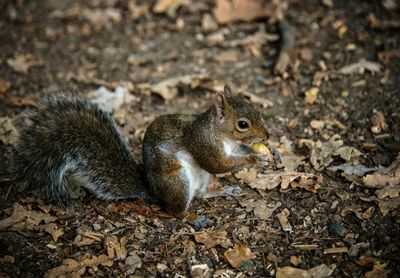 Close-up of squirrel eating on field