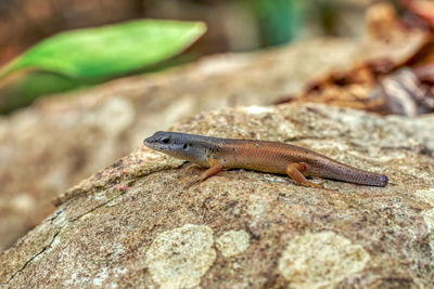 Close-up of lizard on rock