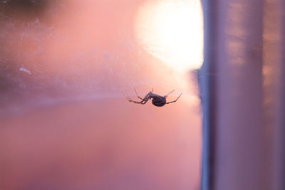 Close-up of spider on web