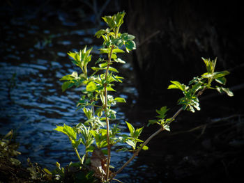 Close-up of plants against blurred background