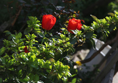 Close-up of red flowering plant