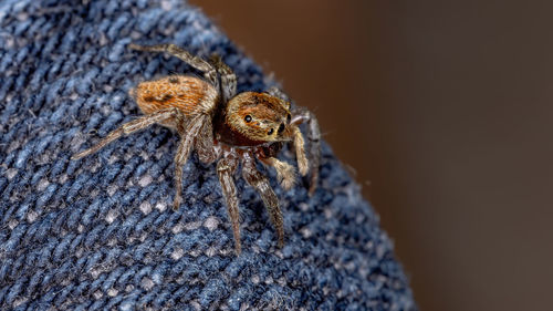 Close-up of spider