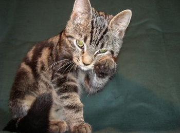 Close-up of cat sitting