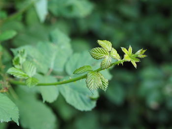 Close-up of fresh green leaves
