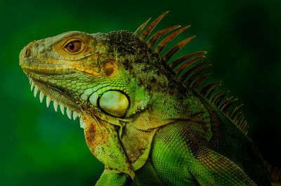 Close-up of bearded dragon