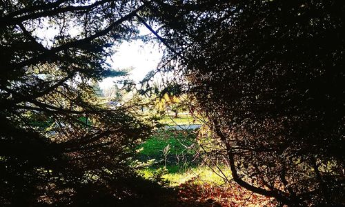 Low angle view of trees against sky