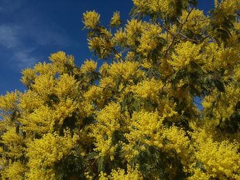 Low angle view of yellow tree against sky