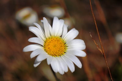Close-up of white daisy blooming outdoors